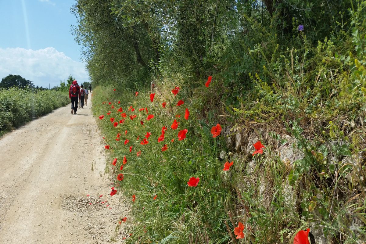 The Via Francigena between Florence and Siena